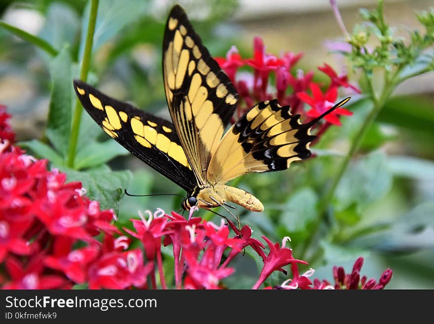 Butterfly, Moths And Butterflies, Insect, Brush Footed Butterfly