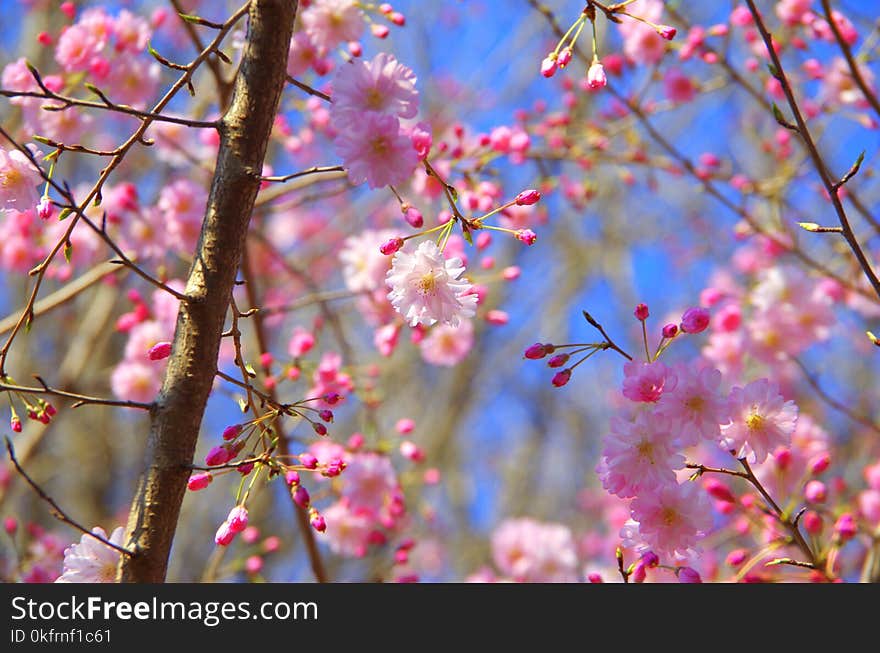 Blossom, Flower, Pink, Branch