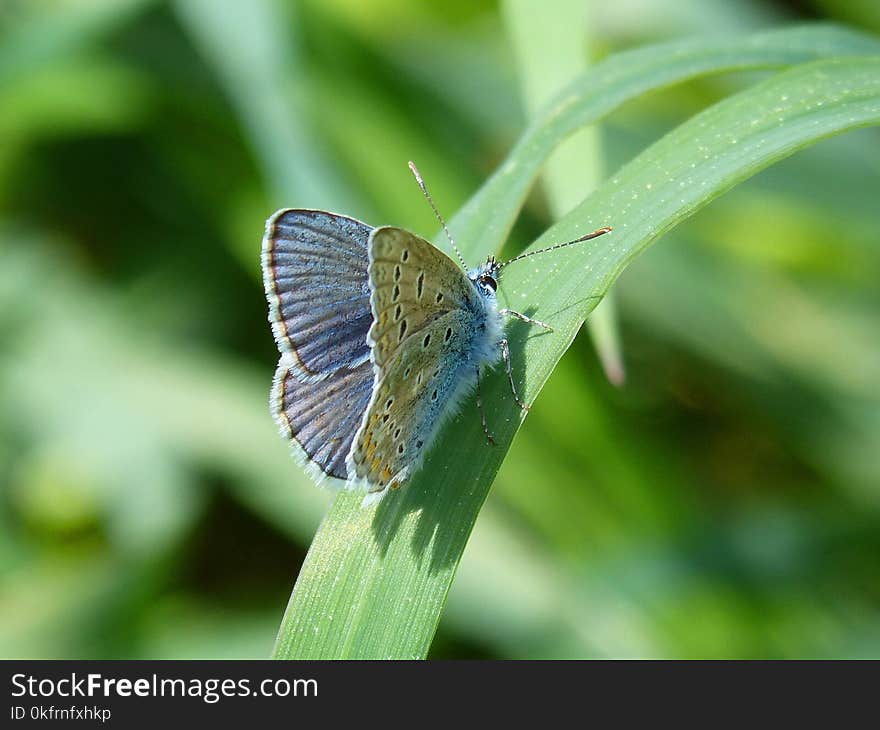 Butterfly, Lycaenid, Insect, Moths And Butterflies