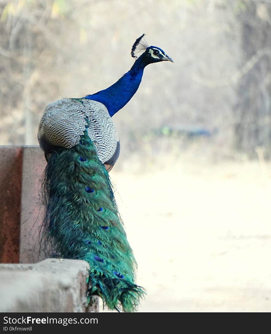 Peafowl, Bird, Galliformes, Feather