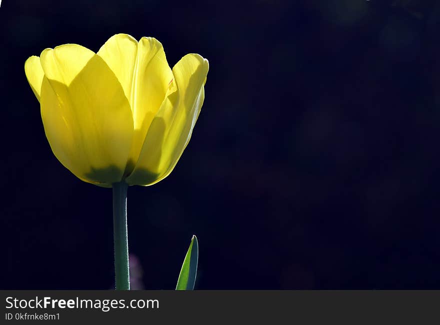 Flower, Yellow, Close Up, Wildflower