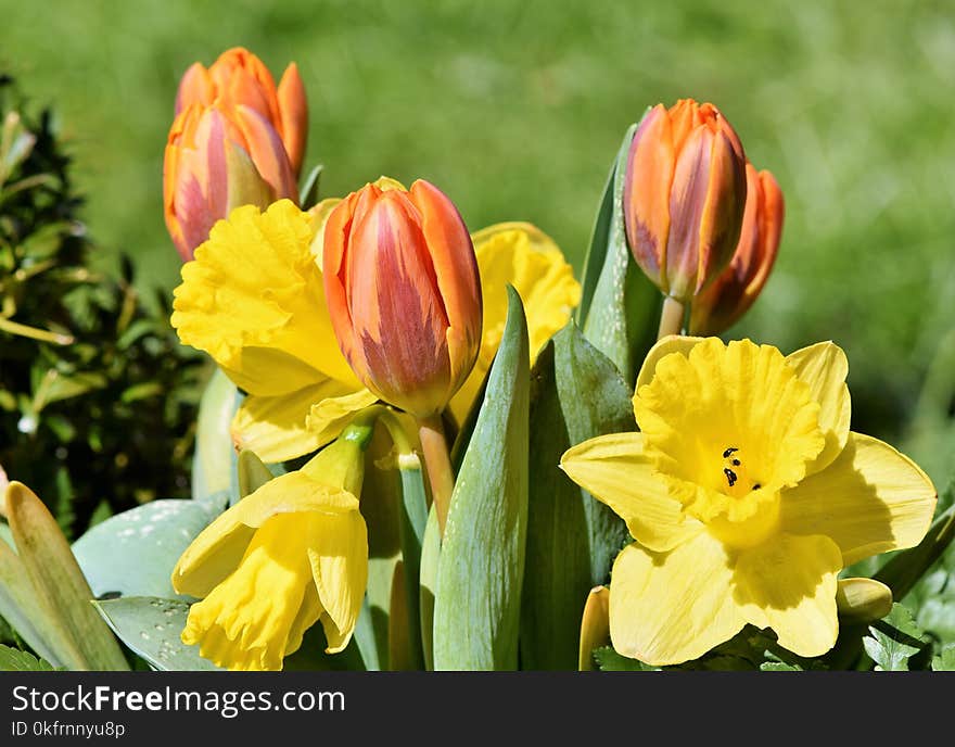 Flower, Yellow, Plant, Flora