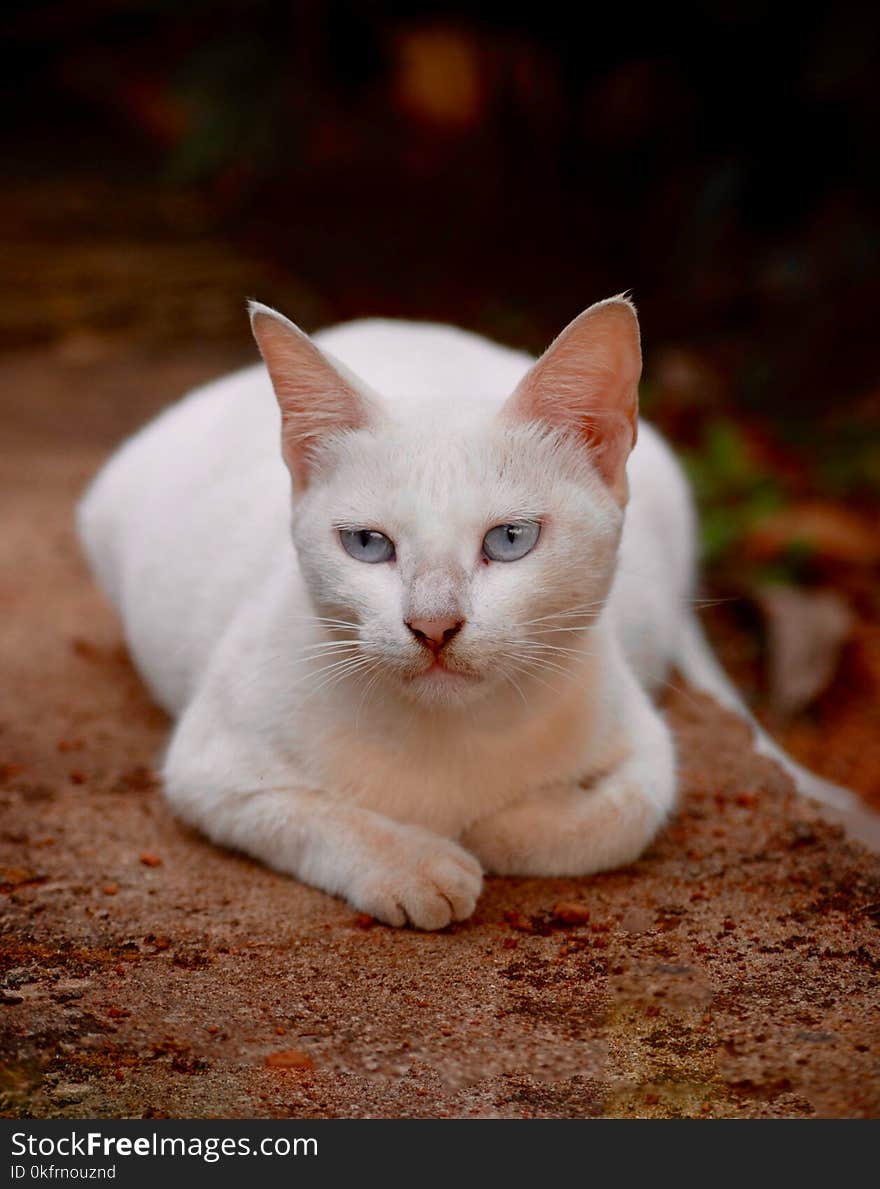 Cat, Whiskers, Small To Medium Sized Cats, Cat Like Mammal