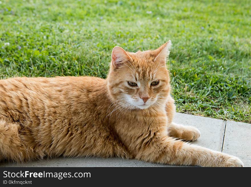 Cat, Whiskers, Small To Medium Sized Cats, Fauna