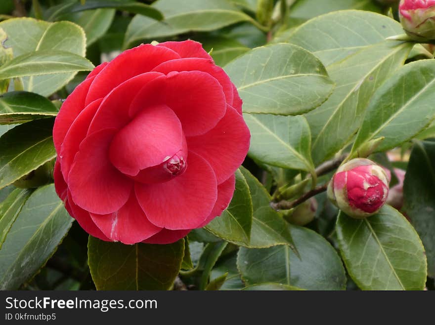 Flower, Plant, Japanese Camellia, Flowering Plant