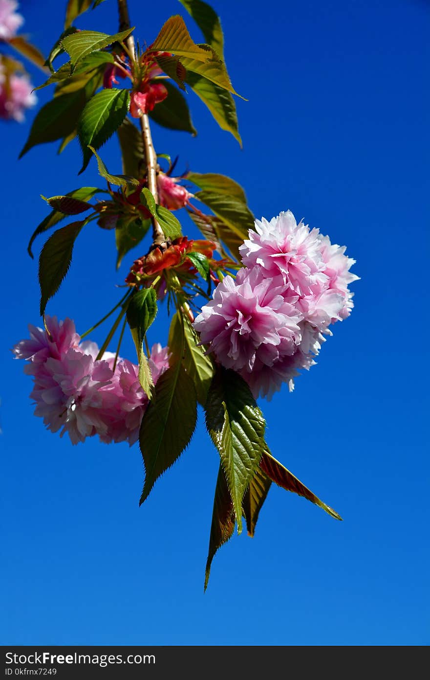 Flower, Pink, Blossom, Plant