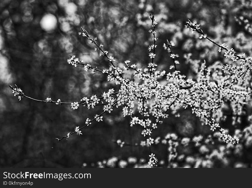 Black And White, Nature, Branch, Monochrome Photography