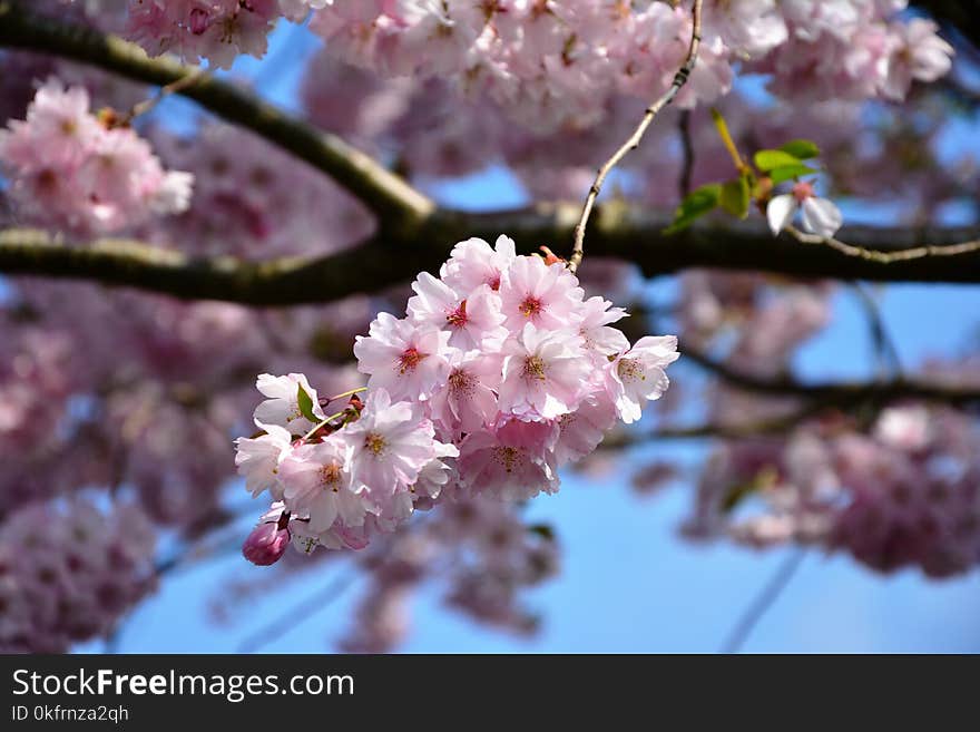 Blossom, Pink, Flower, Cherry Blossom