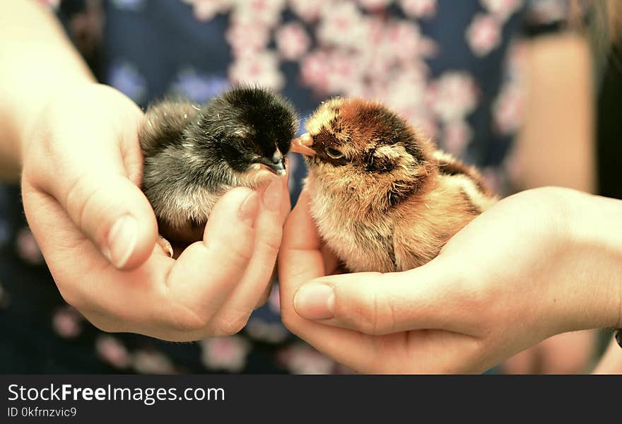 Bird, Fauna, Chicken, Beak