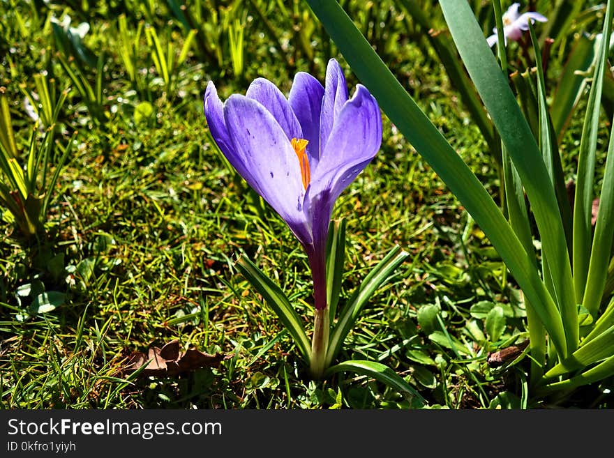 Flower, Plant, Crocus, Flowering Plant