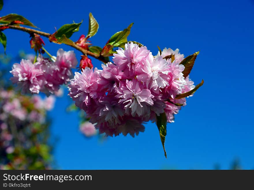 Pink, Flower, Blossom, Spring