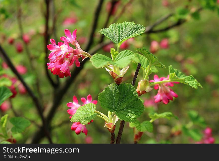 Plant, Flora, Native Raspberry, Salmonberry