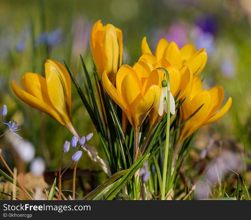 Flower, Plant, Crocus, Yellow