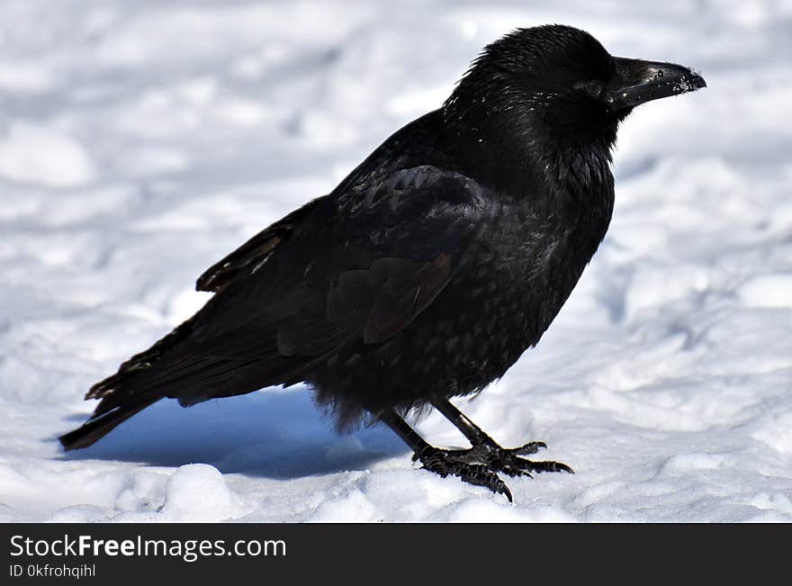 Bird, American Crow, Crow Like Bird, Crow