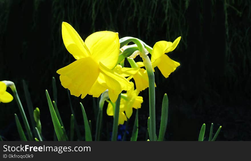 Flower, Plant, Yellow, Flora