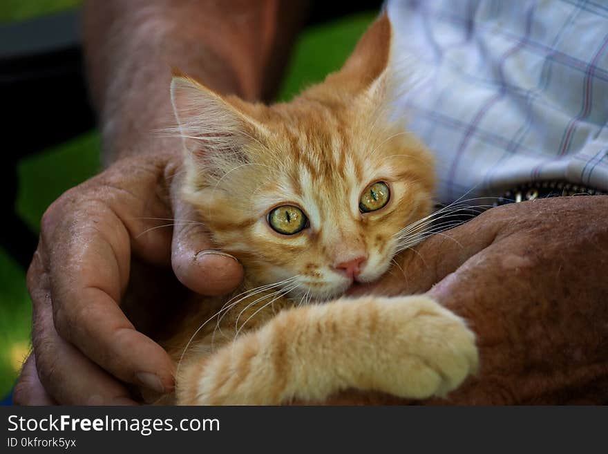 Cat, Whiskers, Small To Medium Sized Cats, Fauna