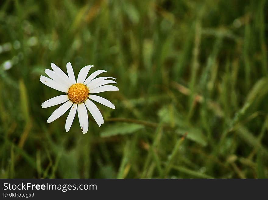 Flower, Oxeye Daisy, Chamaemelum Nobile, Flora