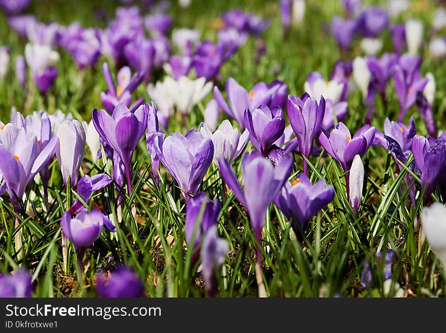 Flower, Plant, Flowering Plant, Crocus