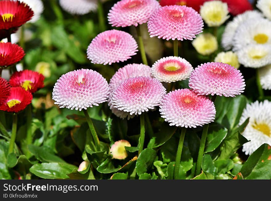 Flower, Plant, Flowering Plant, Daisy