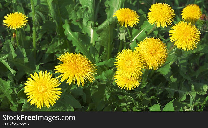 Flower, Dandelion, Sow Thistles, Plant