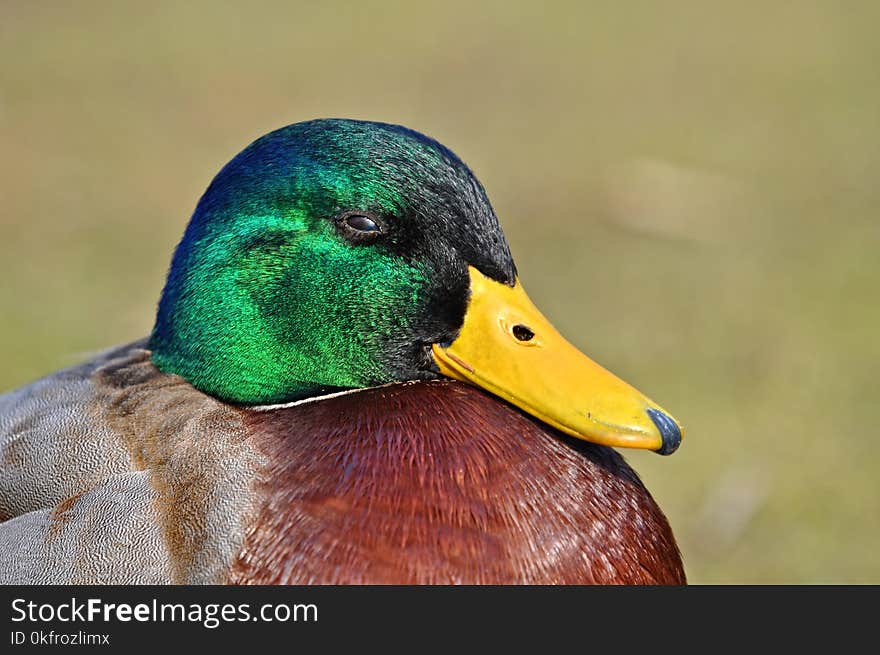 Duck, Bird, Mallard, Beak