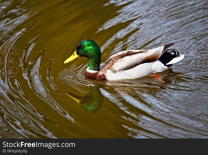 Duck, Bird, Mallard, Water