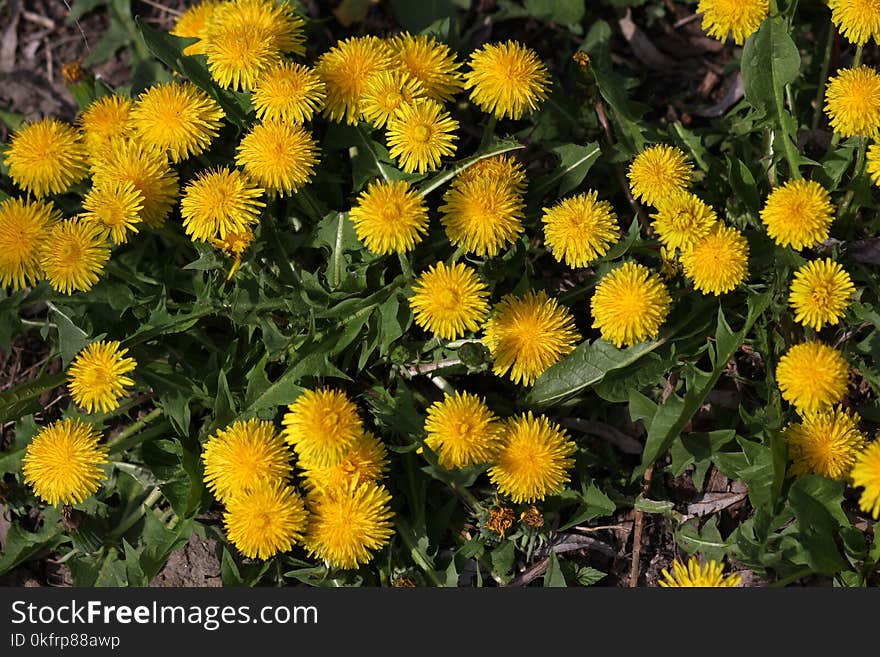 Flower, Dandelion, Plant, Sow Thistles