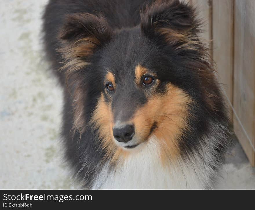 Dog, Dog Like Mammal, Scotch Collie, Rough Collie