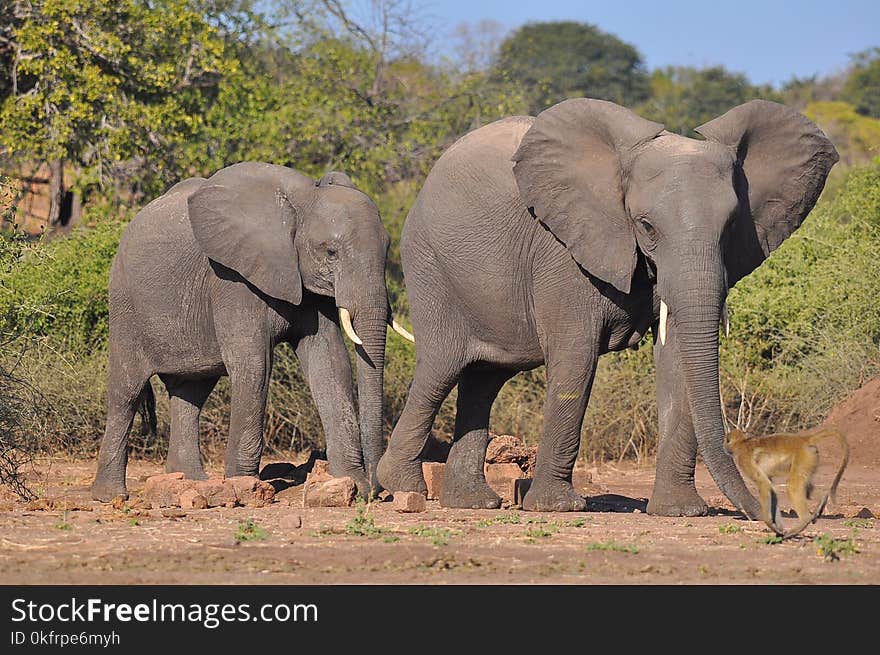 Elephant, Elephants And Mammoths, Wildlife, Terrestrial Animal