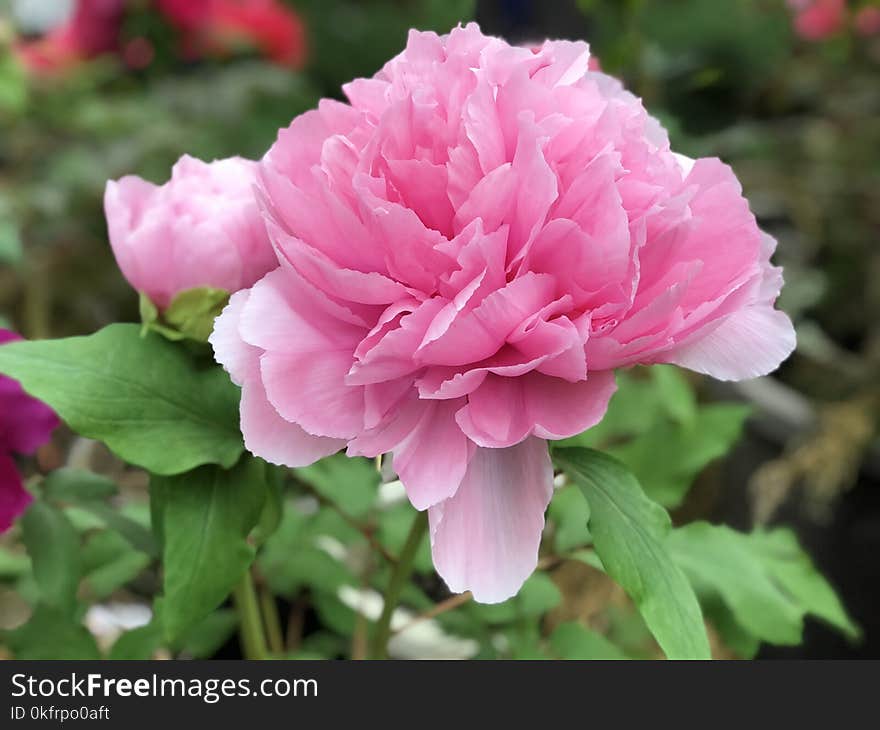 Flower, Plant, Pink, Peony