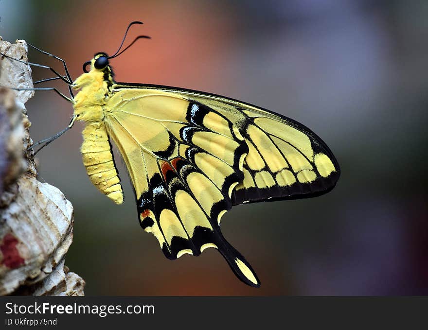 Butterfly, Moths And Butterflies, Insect, Monarch Butterfly