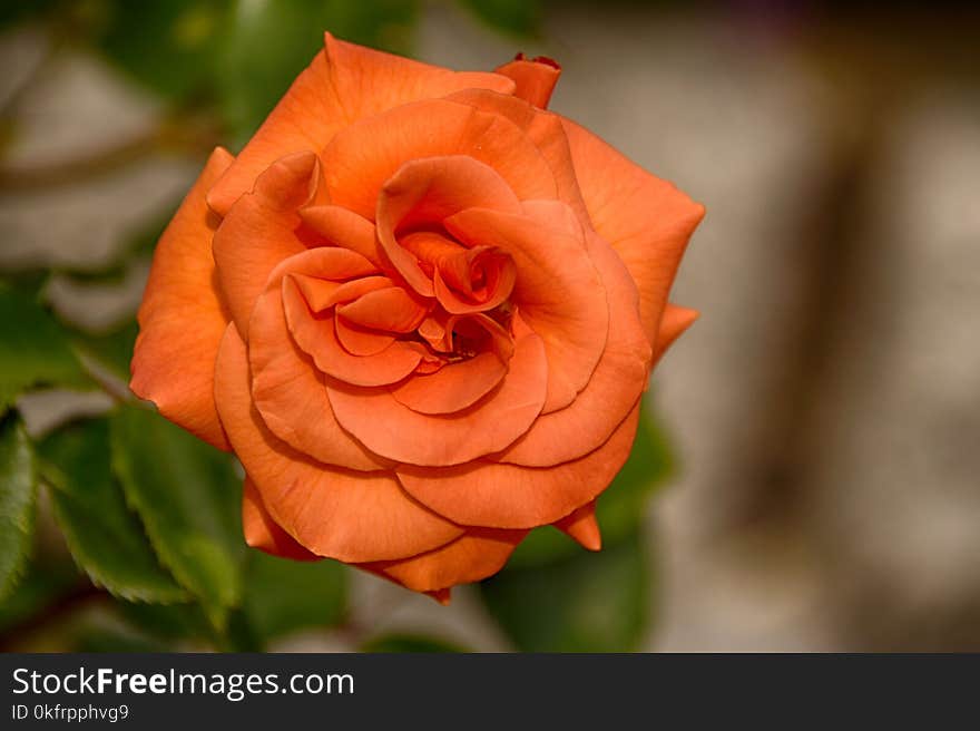 Flower, Rose, Rose Family, Floribunda