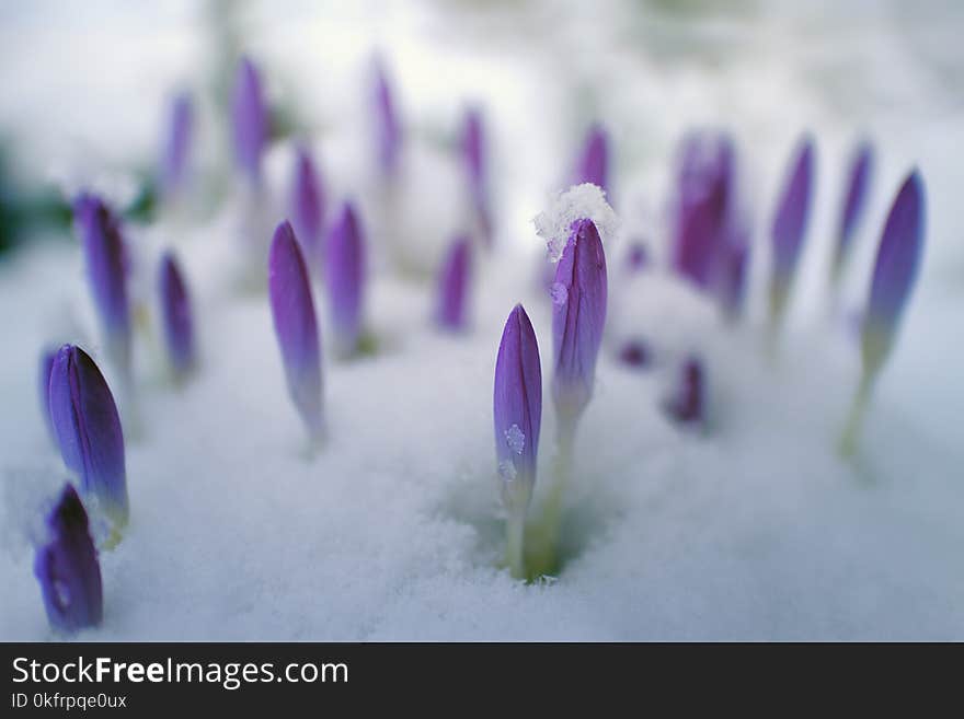 Flower, Violet, Purple, Crocus