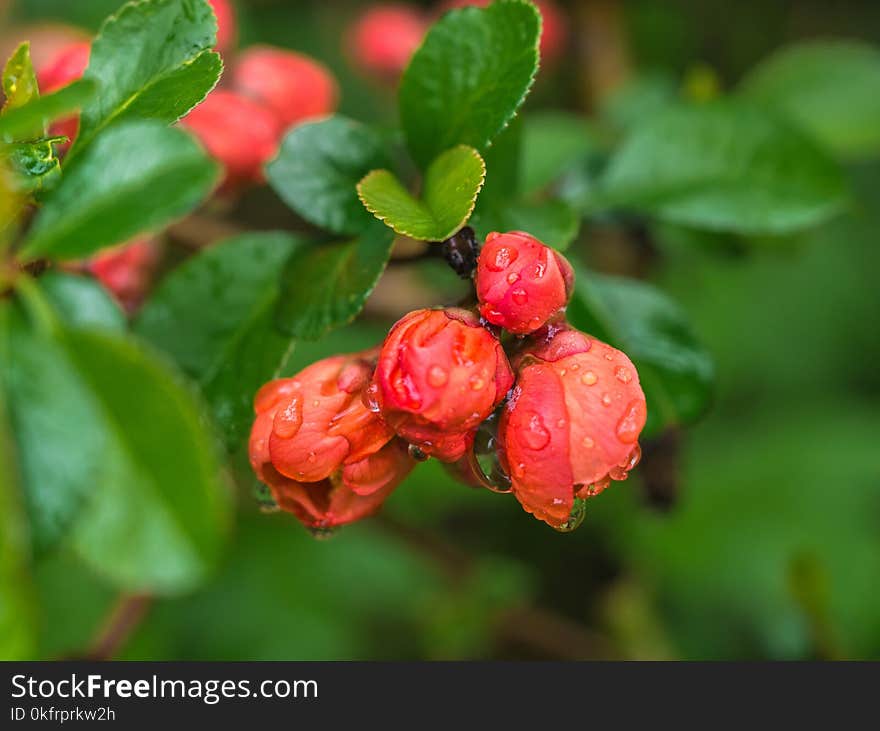 Plant, Flora, Lingonberry, Leaf