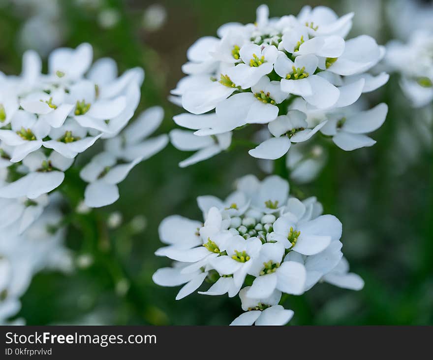 Flower, Evergreen Candytuft, Plant, Candytuft