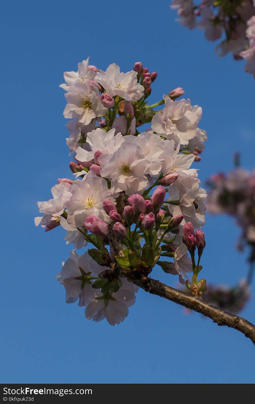 Blossom, Flower, Pink, Spring