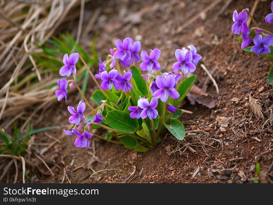 Plant, Flower, Flora, Flowering Plant