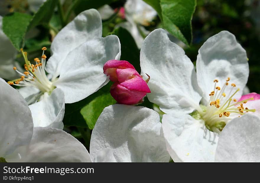 White, Flower, Flora, Blossom