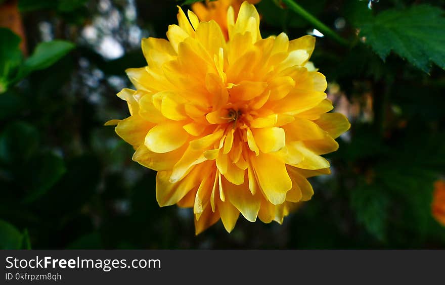 Flower, Yellow, Flora, Plant