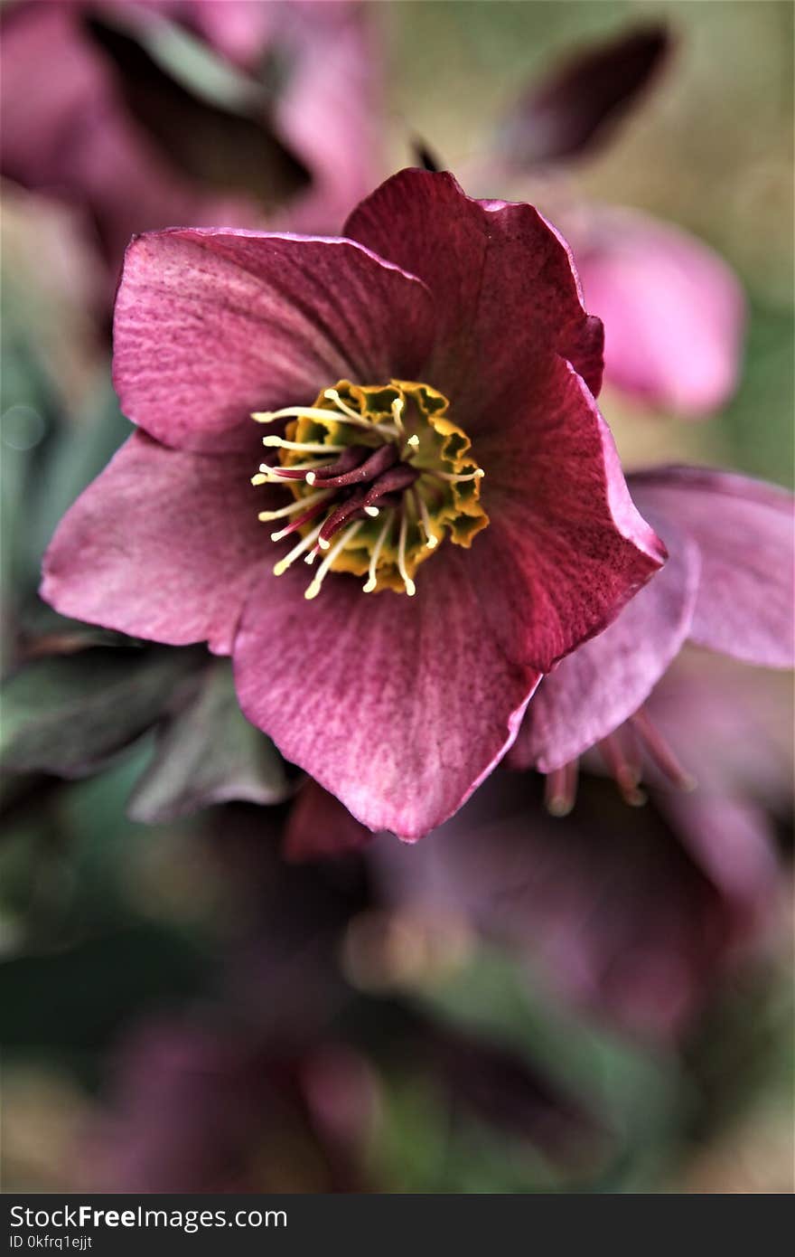 Flower, Pink, Flora, Plant