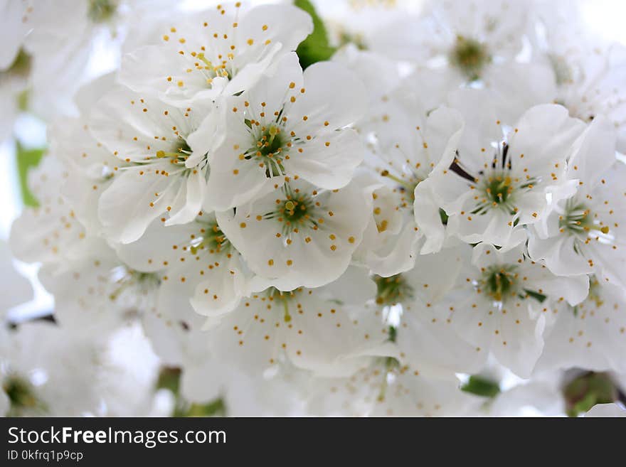 White, Blossom, Flower, Spring