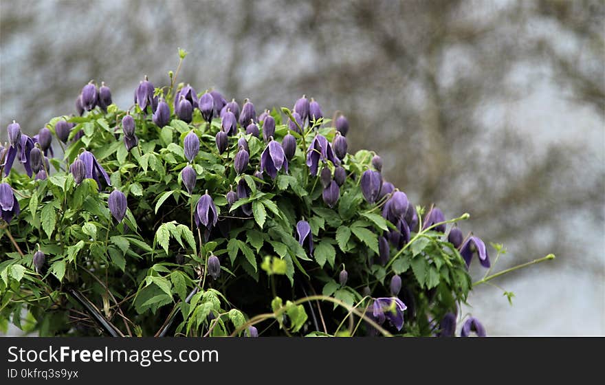 Plant, Flower, Flora, Purple