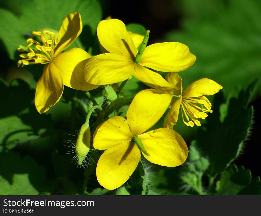 Flower, Yellow, Flora, Plant