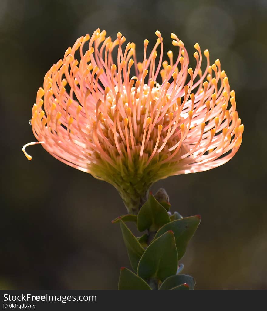 Flower, Plant, Flora, Protea Family