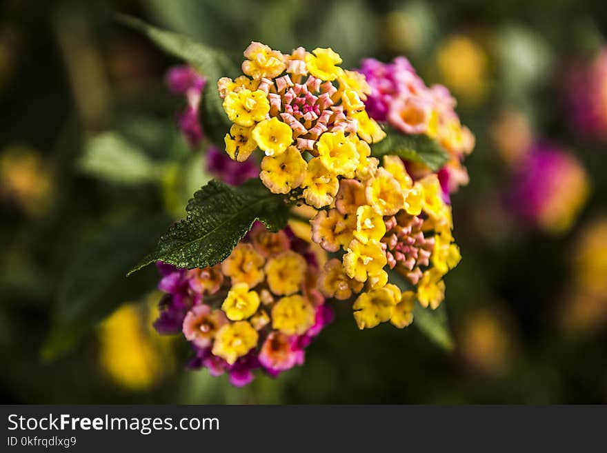 Flower, Flowering Plant, Yellow, Flora