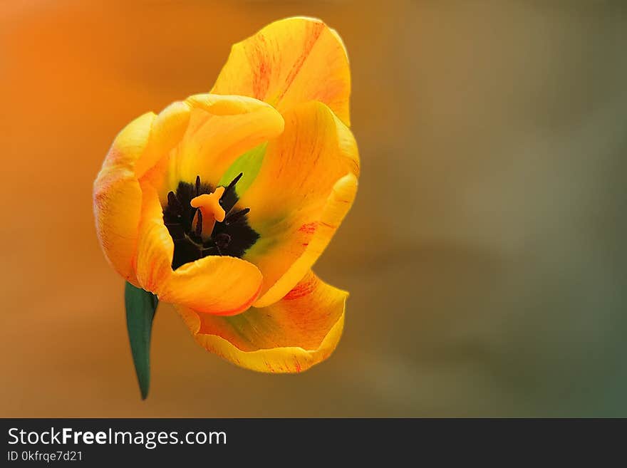 Flower, Yellow, Wildflower, Orange