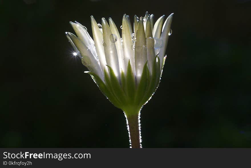 Flora, Flower, Close Up, Wildflower