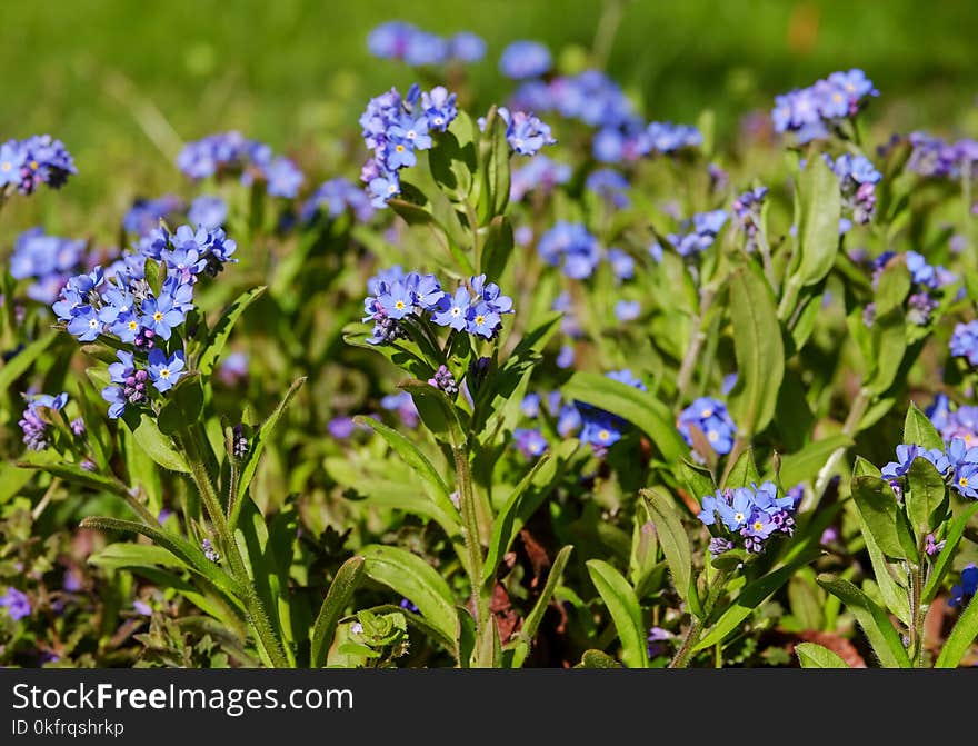 Plant, Flower, Forget Me Not, Flowering Plant