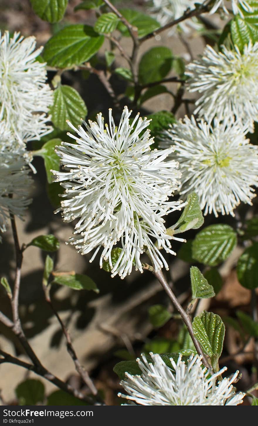 Flora, Plant, Flower, Subshrub