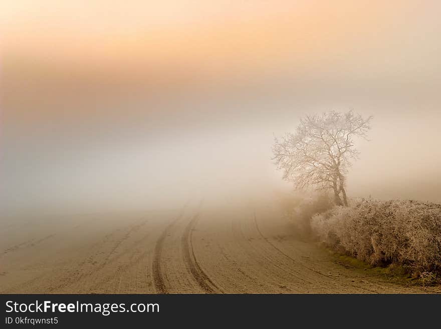 Fog, Sky, Mist, Morning